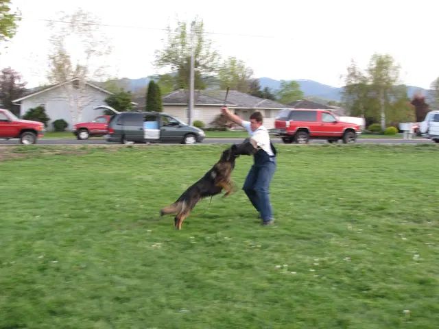 Rogue Valley Schutzhund Club 2008 training archive — working-dog photo 089