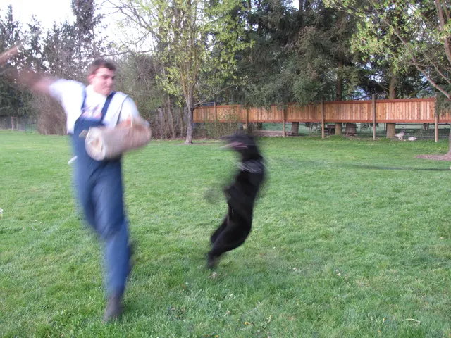 Rogue Valley Schutzhund Club 2008 training archive — working-dog photo 090