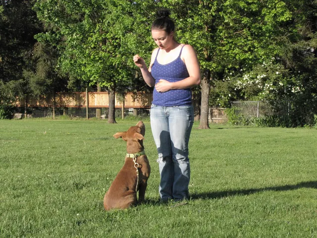 Rogue Valley Schutzhund Club 2008 training archive — working-dog photo 091