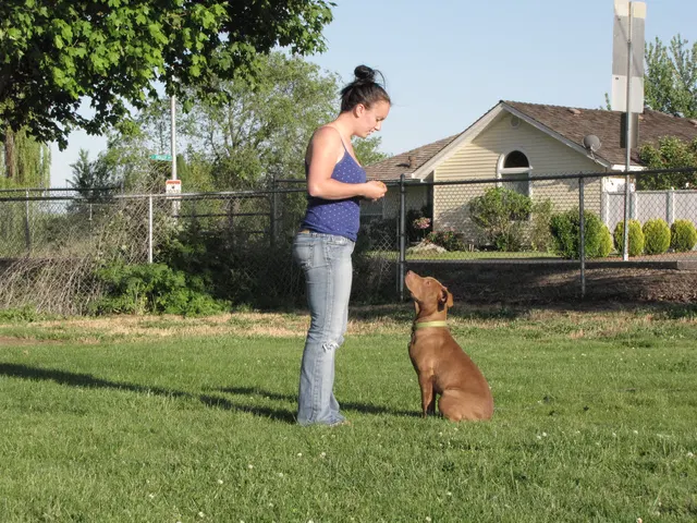 Rogue Valley Schutzhund Club 2008 training archive — working-dog photo 092
