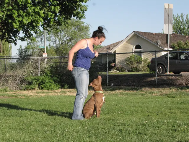 Rogue Valley Schutzhund Club 2008 training archive — working-dog photo 093