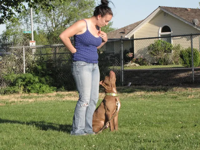Rogue Valley Schutzhund Club 2008 training archive — working-dog photo 094