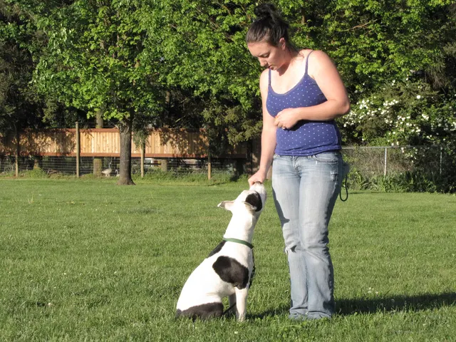 Rogue Valley Schutzhund Club 2008 training archive — working-dog photo 096