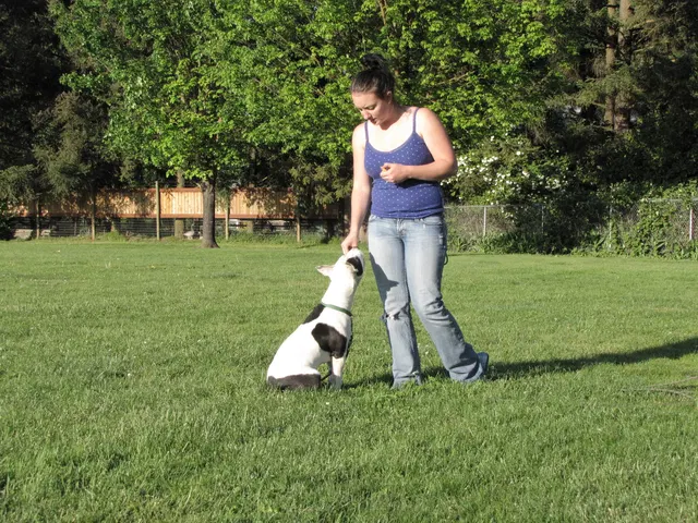 Rogue Valley Schutzhund Club 2008 training archive — working-dog photo 097
