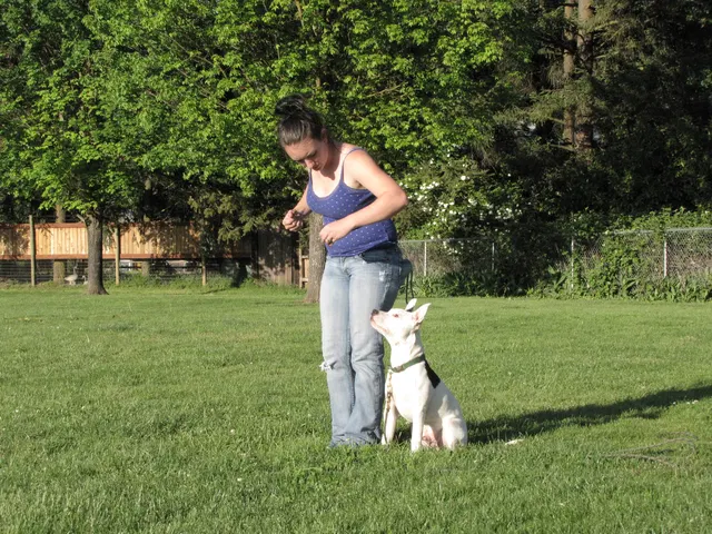 Rogue Valley Schutzhund Club 2008 training archive — working-dog photo 099