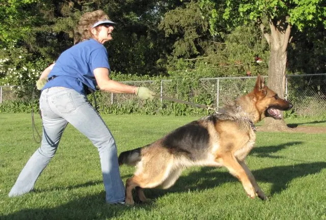 Rogue Valley Schutzhund Club 2008 training archive — working-dog photo 101