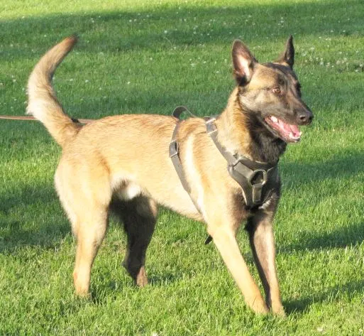 Rogue Valley Schutzhund Club 2008 training archive — working-dog photo 102
