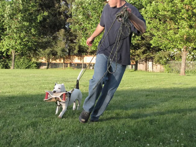 Rogue Valley Schutzhund Club 2008 training archive — working-dog photo 104