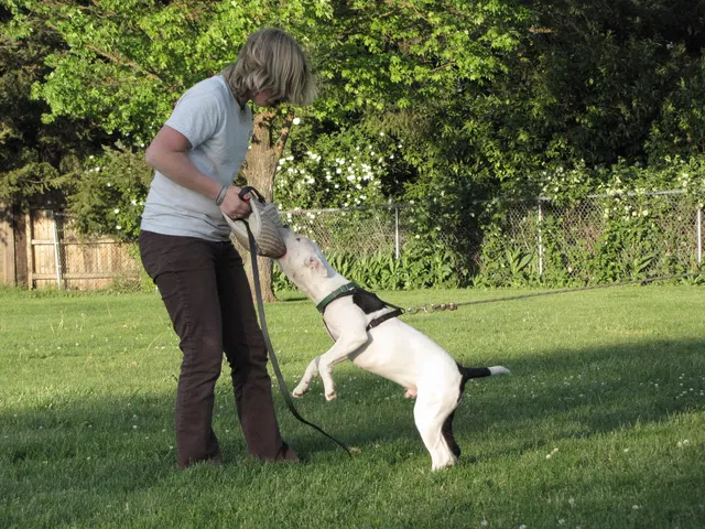 Rogue Valley Schutzhund Club 2008 training archive — working-dog photo 105