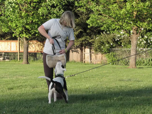 Rogue Valley Schutzhund Club 2008 training archive — working-dog photo 106