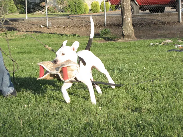 Rogue Valley Schutzhund Club 2008 training archive — working-dog photo 107