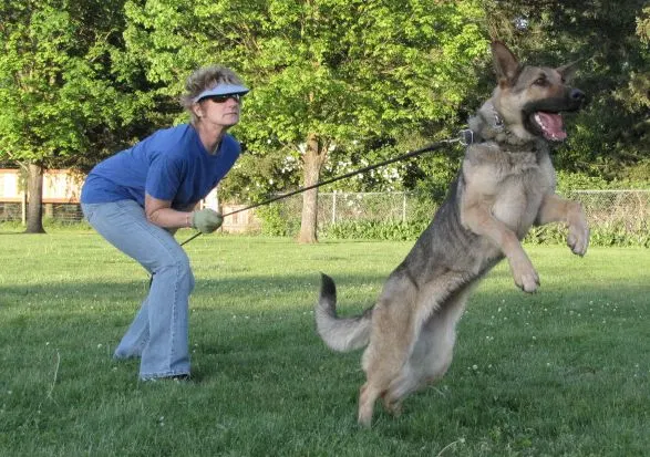 Rogue Valley Schutzhund Club 2008 training archive — working-dog photo 109