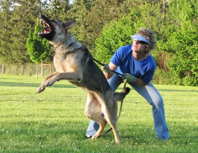 Rogue Valley Schutzhund Club 2008 training archive — working-dog photo 110