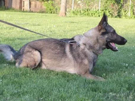 Rogue Valley Schutzhund Club 2008 training archive — working-dog photo 111