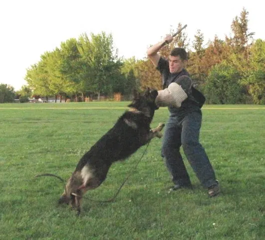 Rogue Valley Schutzhund Club 2008 training archive — working-dog photo 113