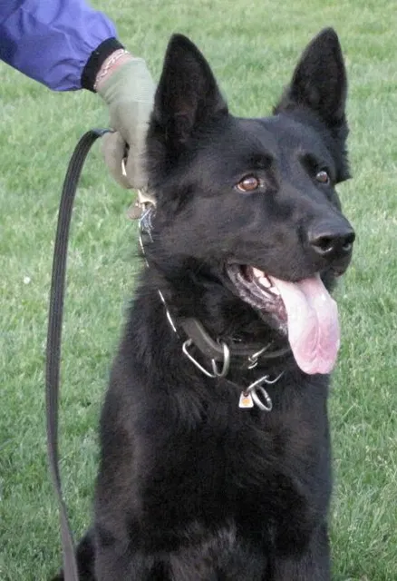 Rogue Valley Schutzhund Club 2008 training archive — working-dog photo 114