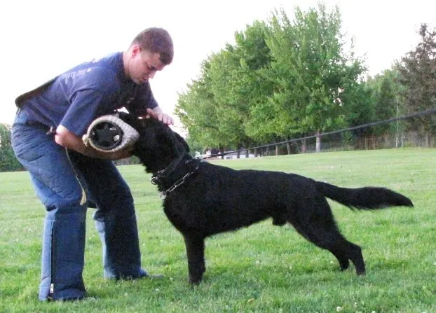 Rogue Valley Schutzhund Club 2008 training archive — working-dog photo 115