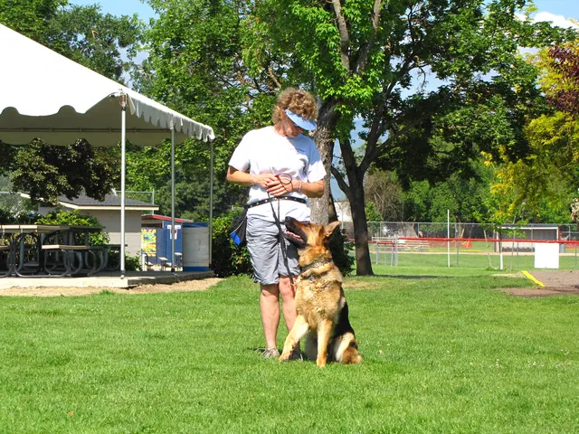 Rogue Valley Schutzhund Club 2008 training archive — working-dog photo 116