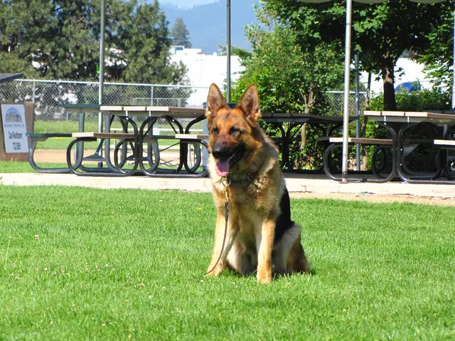 Rogue Valley Schutzhund Club 2008 training archive — working-dog photo 117