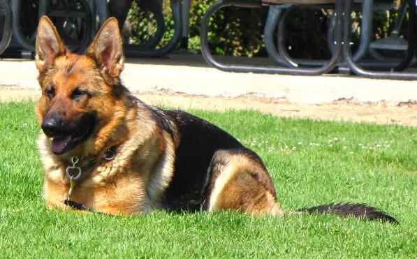 Rogue Valley Schutzhund Club 2008 training archive — working-dog photo 118