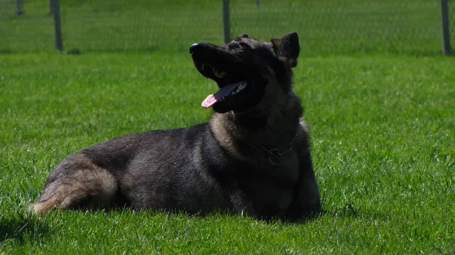 Rogue Valley Schutzhund Club 2008 training archive — working-dog photo 120