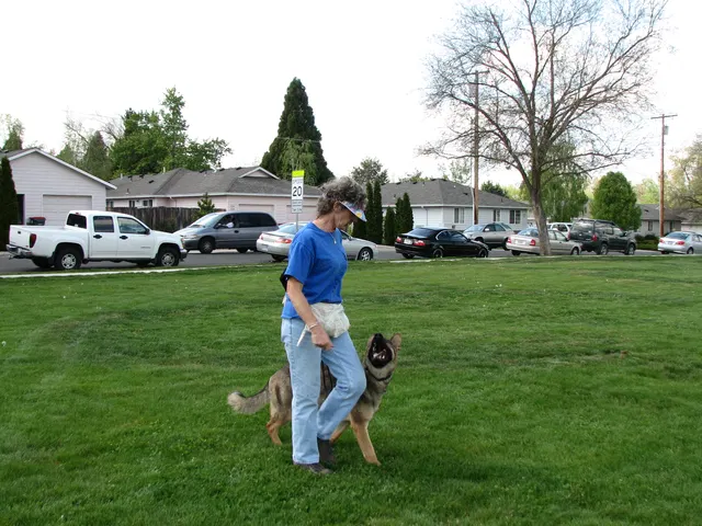 Rogue Valley Schutzhund Club 2008 training archive — working-dog photo 128