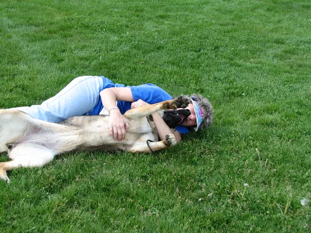 Rogue Valley Schutzhund Club 2008 training archive — working-dog photo 129