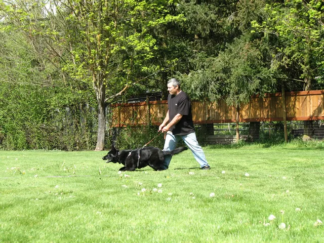 Rogue Valley Schutzhund Club 2008 training archive — working-dog photo 130