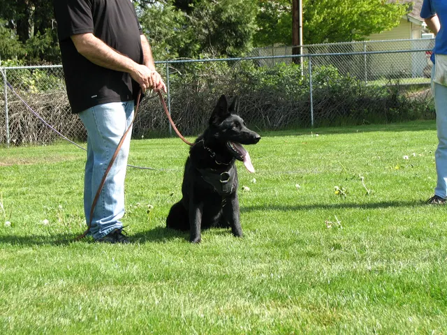Rogue Valley Schutzhund Club 2008 training archive — working-dog photo 131