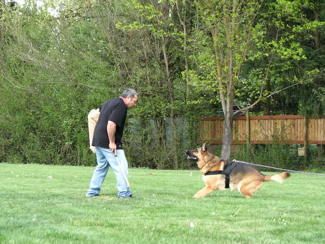 Rogue Valley Schutzhund Club 2008 training archive — working-dog photo 133