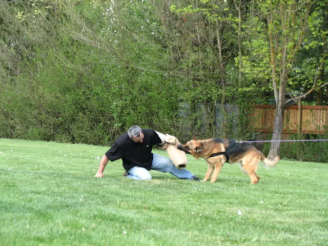 Rogue Valley Schutzhund Club 2008 training archive — working-dog photo 134