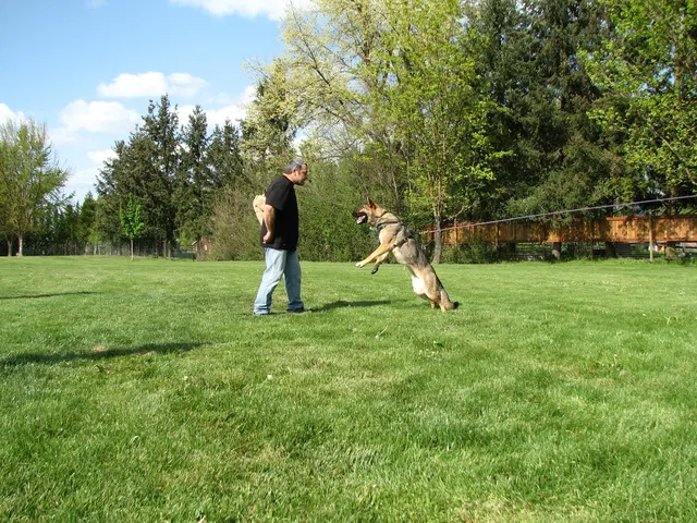 Rogue Valley Schutzhund Club 2008 training archive — working-dog photo 135