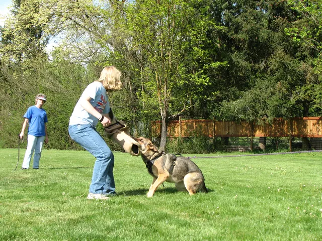 Rogue Valley Schutzhund Club 2008 training archive — working-dog photo 136
