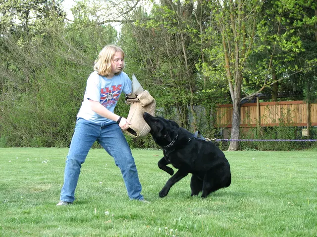 Rogue Valley Schutzhund Club 2008 training archive — working-dog photo 137
