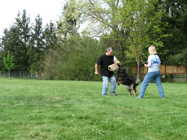Rogue Valley Schutzhund Club 2008 training archive — working-dog photo 138