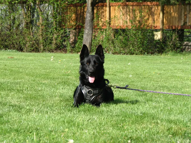 Rogue Valley Schutzhund Club 2008 training archive — working-dog photo 139