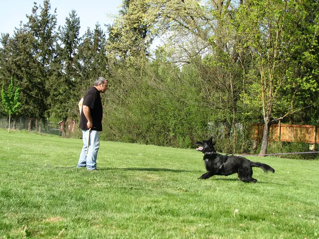 Rogue Valley Schutzhund Club 2008 training archive — working-dog photo 140