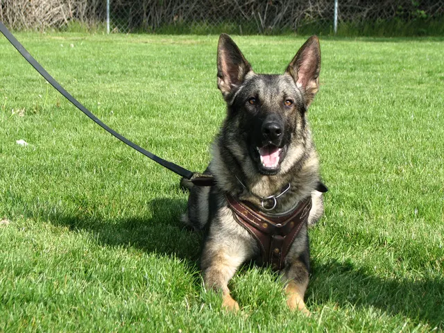 Rogue Valley Schutzhund Club 2008 training archive — working-dog photo 141