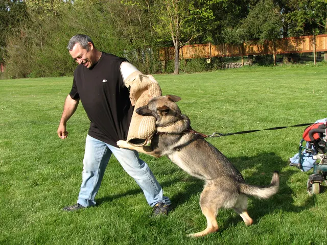 Rogue Valley Schutzhund Club 2008 training archive — working-dog photo 142
