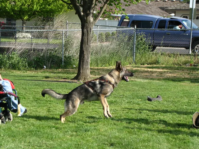Rogue Valley Schutzhund Club 2008 training archive — working-dog photo 145