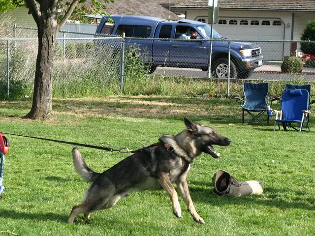 Rogue Valley Schutzhund Club 2008 training archive — working-dog photo 146