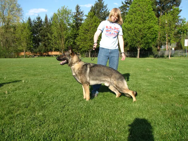 Rogue Valley Schutzhund Club 2008 training archive — working-dog photo 147