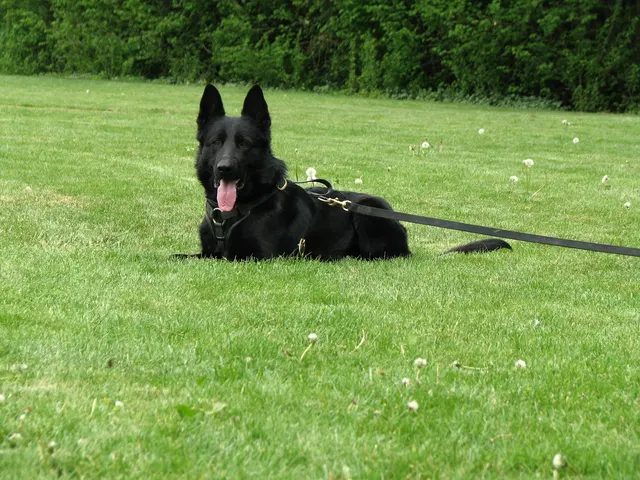 Rogue Valley Schutzhund Club 2008 training archive — working-dog photo 148
