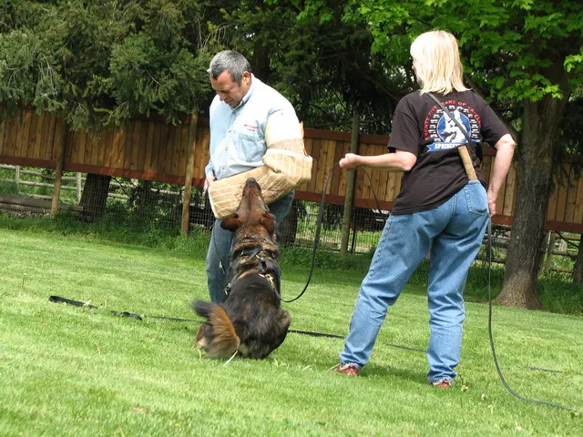 Rogue Valley Schutzhund Club 2008 training archive — working-dog photo 149