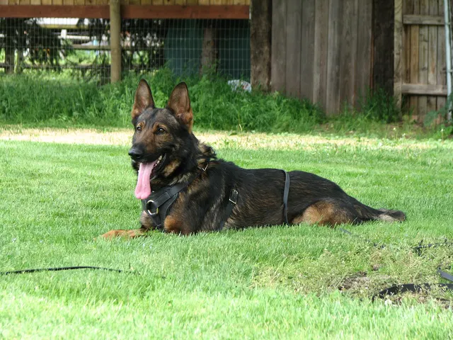 Rogue Valley Schutzhund Club 2008 training archive — working-dog photo 150
