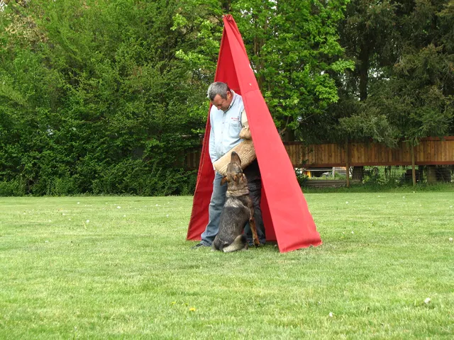 Rogue Valley Schutzhund Club 2008 training archive — working-dog photo 151