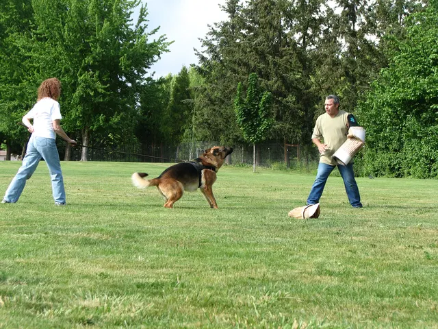 Rogue Valley Schutzhund Club 2008 training archive — working-dog photo 153