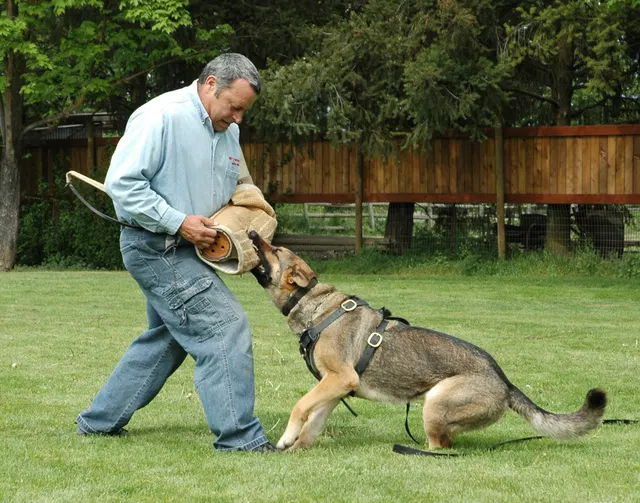 Rogue Valley Schutzhund Club 2008 training archive — working-dog photo 154