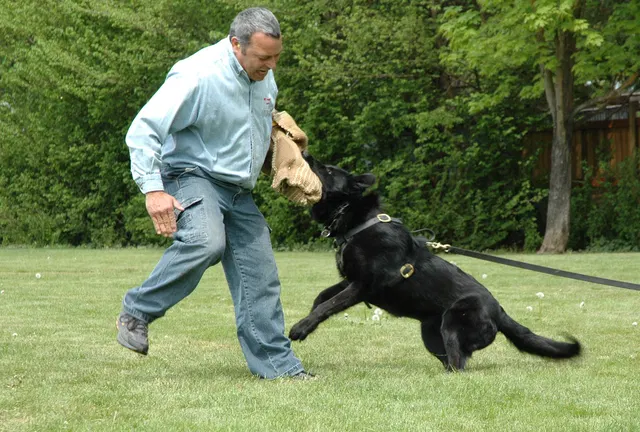 Rogue Valley Schutzhund Club 2008 training archive — working-dog photo 156
