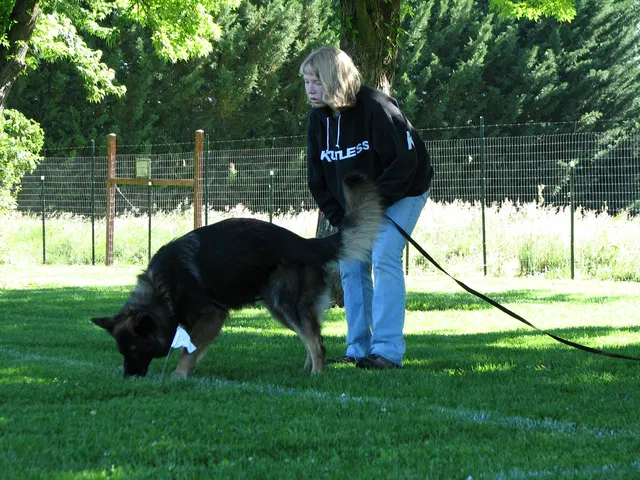 Rogue Valley Schutzhund Club 2008 training archive — working-dog photo 157